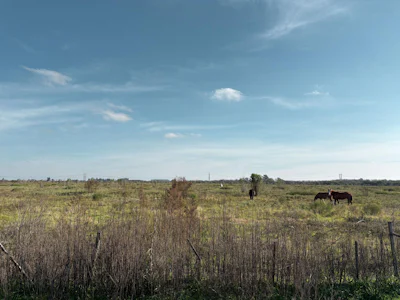 Campo de 86 has sobre Autopista Rosario - Buenos Aires - Imagen 4