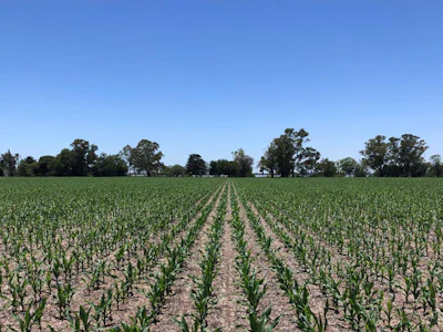 Campo de aptitud agrícola con 72 hectáreas en La Paz - Imagen 1