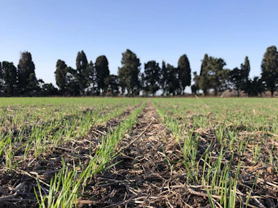 Campo de aptitud agrícola con 72 hectáreas en La Paz - Imagen 2